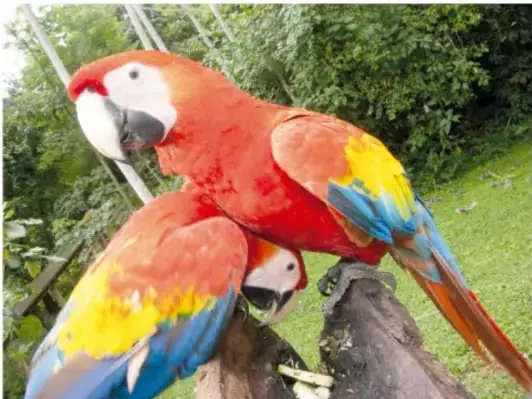 Guacamayas rojas (guacamayas bandera) posadas en la vegetación. Crédito: Carlos Hahn, Cuernavaca de México.
