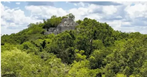 Fotografía de una estructura maya cubierta de vegetación, asomando sobre la selva verde de Calakmul con cielo nublado.