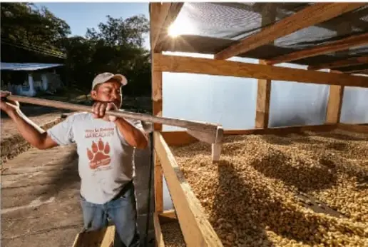 Fotografía de una persona trabajando en una estructura de madera con granos secándose al sol (aprovechamiento solar).