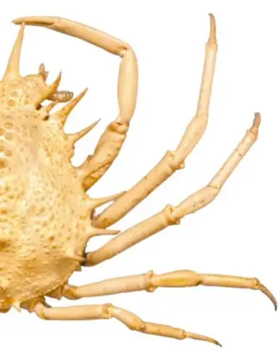 Animal marino de cuerpo espinoso y patas largas y delgadas (cangrejo o araña de mar), continuación de la imagen de la página 128 del libro.