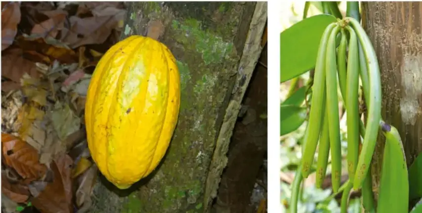 Fotografía de una mazorca de cacao amarilla sobre un tronco.