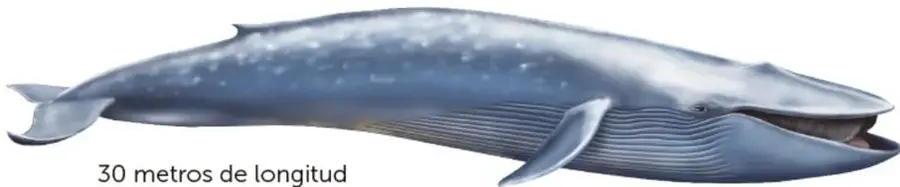 Ilustración de una ballena azul completa con la leyenda '30 metros de longitud'.