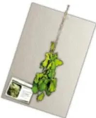 Quinta tarjeta colgada con un ramo de hojas verdes y su etiqueta con imagen de la planta.