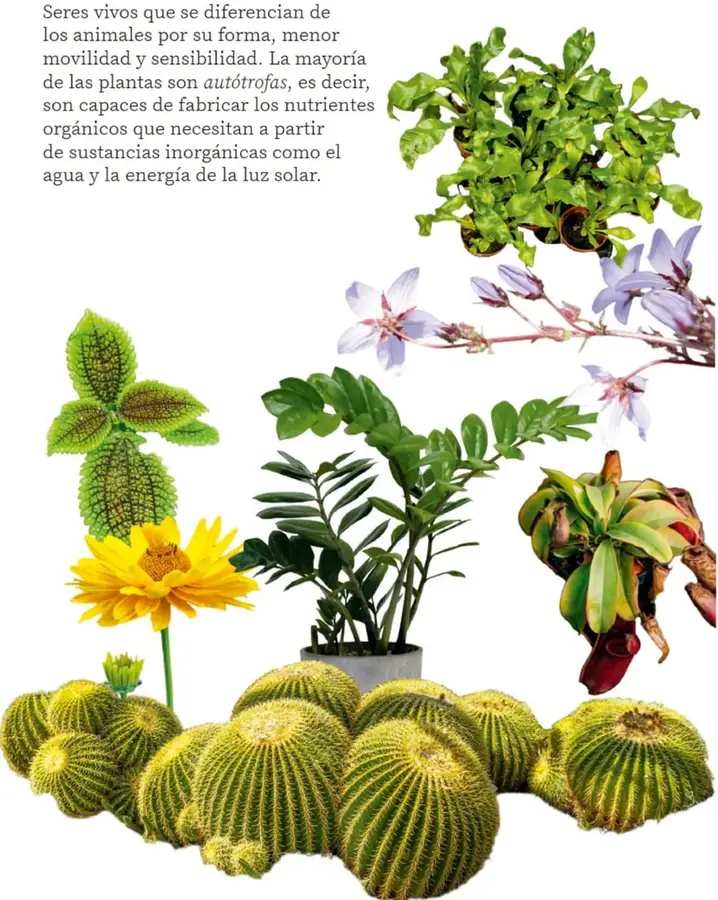 Figura 1 de Nuestros saberes: Libro para alumnos, maestros y familia. Libro de Educación Primaria Grado 2° Ciclo Escolar 2025 - 2026