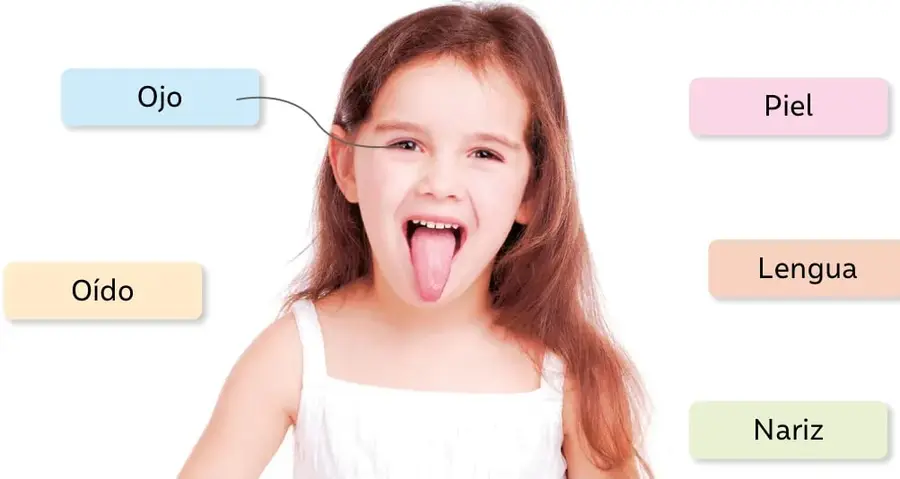 Fotografía de una niña con cabello castaño, polera blanca, que saca la lengua; a su alrededor hay etiquetas de colores con los nombres Ojo, Oído, Piel, Lengua y Nariz, y una línea une la etiqueta Ojo con su ojo como ejemplo.