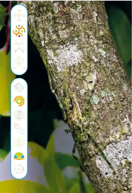 Fotografía de un tronco cubierto de líquenes grises y verdes donde un animal permanece casi invisible.