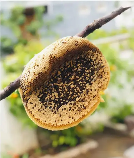 Fotografía de un panal de abejas amarillento, formado por celdillas hexagonales, colgado de una rama, con vegetación difusa al fondo.
