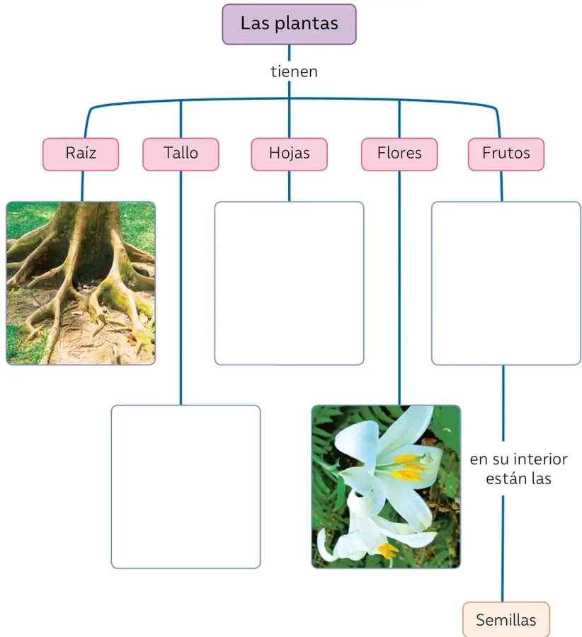 Fotografía de raíces de un árbol.