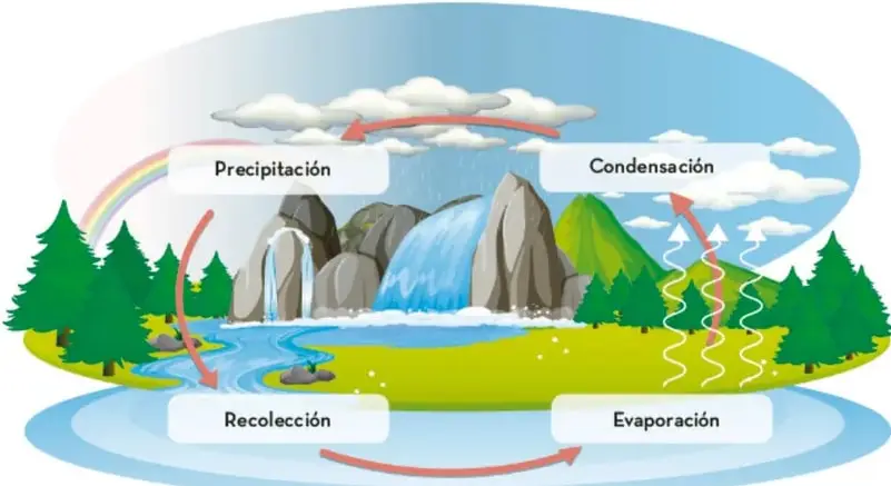 Ilustración del ciclo hidrológico con un paisaje de montañas, río, lago, árboles y nubes. Flechas rojas indican el movimiento del agua. Etiquetas: Precipitación (arriba izquierda), Condensación (arriba derecha), Evaporación (abajo derecha), Recolección (abajo izquierda).