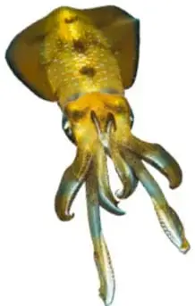 Fotografía de un calamar luciérnaga de color amarillo verdoso con pequeños puntos luminosos en su cuerpo.