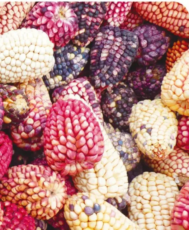 Mano en tonos magenta con granos de maíz, continúa el fotomontaje de la página anterior.