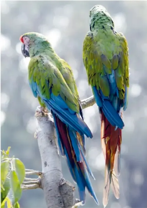 Dos guacamayas verdes posadas en una rama; se distinguen las plumas azules de las alas y la cola rojiza. Crédito: Salatiel Barragán Santos, Veracruz.