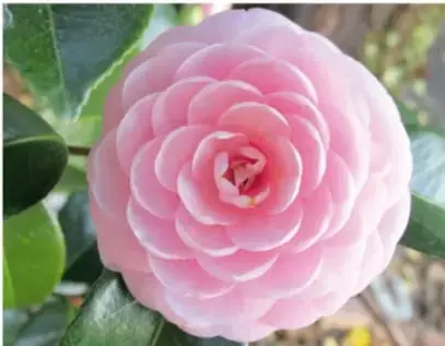 Flor rosa (camelia) cuyos pétalos se repiten en la misma forma a distintos tamaños, ejemplo de fractal en la naturaleza.