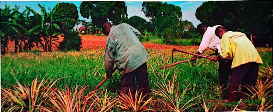 Fotografía de personas afroecuatorianas trabajando en labores agrícolas entre cultivos tropicales.