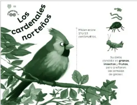 Infografía 'Los cardenales norteños': ilustración de un cardenal con cresta posado en una rama, con la anotación 'Miden entre 21 y 23 centímetros', siluetas de un gusano, un insecto y un chapulín, y la nota 'Su dieta consiste en granos, insectos y frutas, pero prefieren las semillas de girasol'.