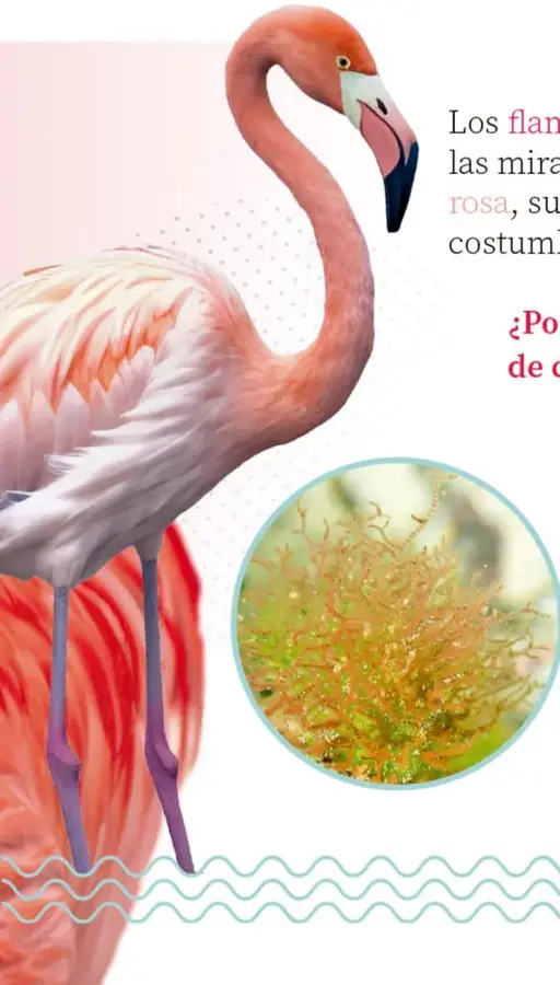 Flamenco adulto de perfil, con plumaje rosa, cuello largo y curvo, pico grueso con punta negra y patas largas.