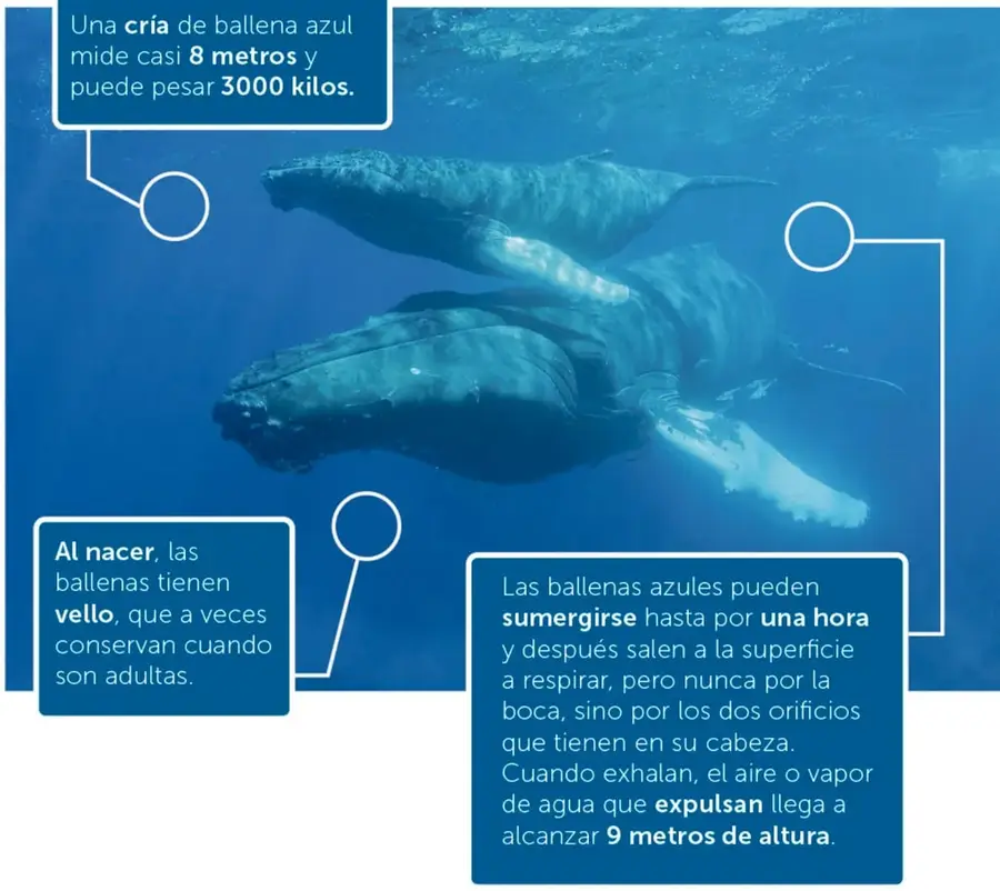 Fotografía submarina de una ballena adulta nadando junto a su cría, con recuadros de datos que señalan ambos animales.