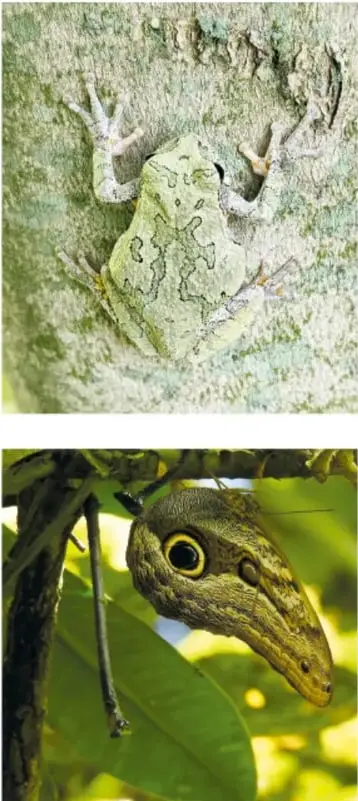 Insecto palo que se confunde con la rama delgada de una planta.