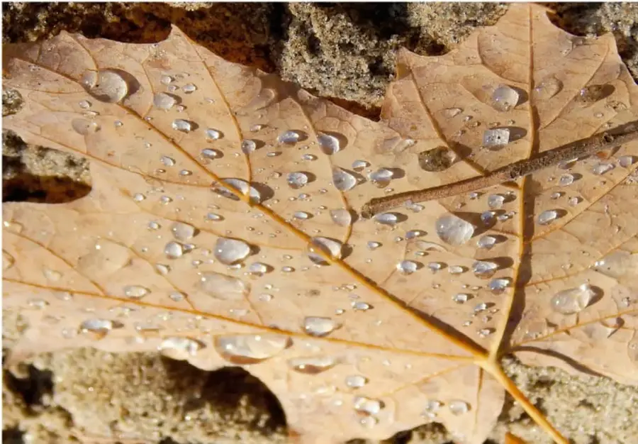 Fotografía de una hoja seca de color café cubierta de gotas de agua, sobre una superficie rocosa. Las gotas se ven brillantes y transparentes, y la hoja muestra sus nervaduras.