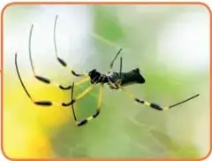 Fotografía de una araña de patas largas sobre fondo verde.
