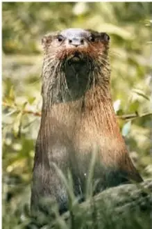 Nutria o mamífero acuático asomando entre la vegetación.