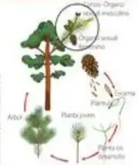 Diagrama del ciclo reproductivo de una angiosperma con estambres, pistilo y desarrollo de semilla y plántula.