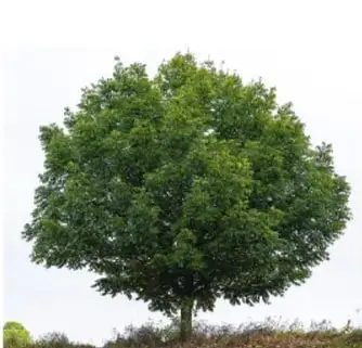 Fotografía de un árbol frondoso.
