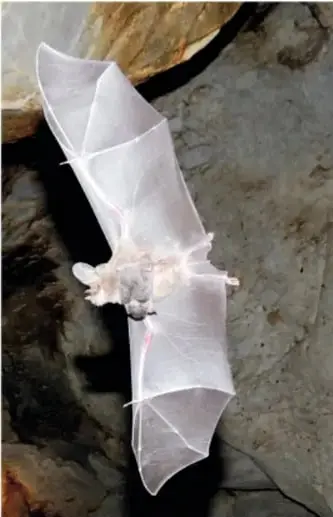 Murciélago blanco y translúcido con las alas extendidas, colgado junto a la pared rocosa de una cueva.