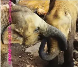 Fotografía de un elefante en un ambiente natural.
