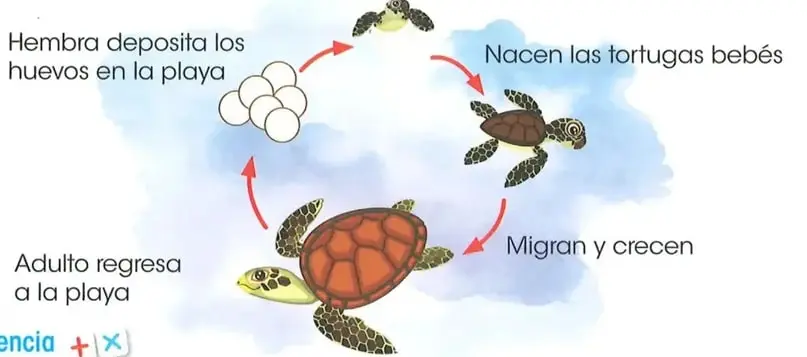 Diagrama del ciclo vital de las tortugas: la hembra deposita huevos en la playa, nacen las crías, migran y crecen, y el adulto regresa a la playa.