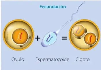 Diagrama que muestra la unión del óvulo y el espermatozoide para formar el cigoto.