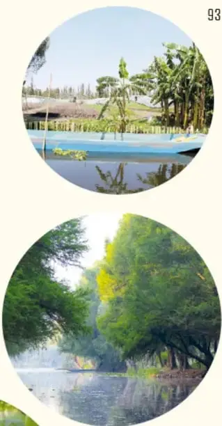Vista de canales de Xochimilco con chinampas, vegetación y agua.