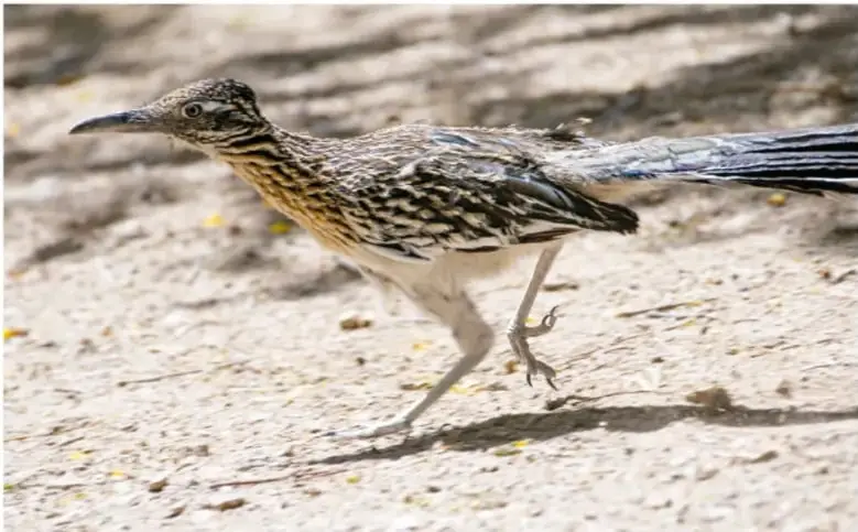 Fotografía de un correcaminos caminando en zancadas sobre el desierto, con las alas ligeramente abiertas.