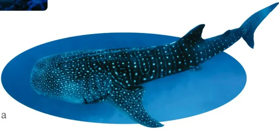 Ilustración de un tiburón ballena de color azul oscuro con puntos claros, nadando dentro de una forma ovalada azul que simula el agua.