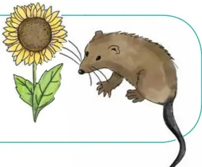 Ilustración de un girasol y una zarigüeya junto al texto de lectura.