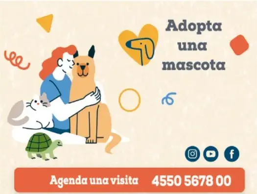Cartel publicitario «Adopta una mascota» con una mujer joven abrazando a un perro grande, acompañada de gatos y una tortuga. Incluye íconos de redes sociales, el teléfono 4550 5678 00 y el texto «Tenemos perritos de tamaño mediano y grande que están esperando un hogar».