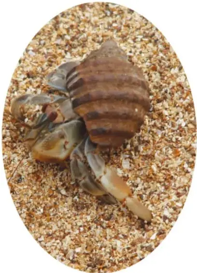 Fotografía de un caracol púrpura, molusco con concha café listada, sobre arena de playa.