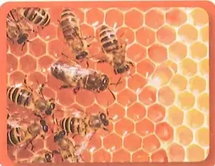 Abejas sobre un panal, utilizadas como ejemplo de asociación estatal.