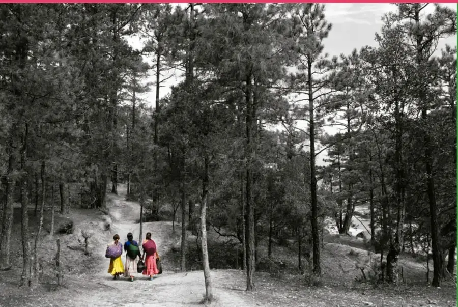 Fotografía en blanco y negro con tres personas (mujeres y niños) caminando por un sendero entre pinos; crédito a Salatiel Barragán Santos, Veracruz.