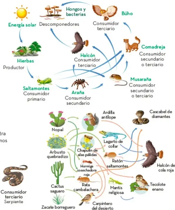Esquema de red trófica con energía solar, hierbas, saltamontes, araña, musaraña, halcón, búho, comadreja, hongos y bacterias.
