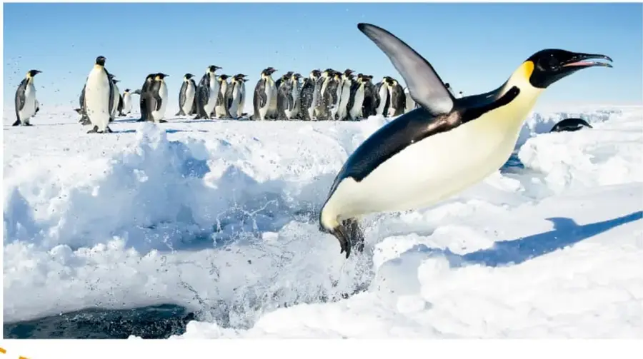 Colonia de pingüinos emperadores reunida sobre la nieve; en primer plano, un pingüino sale del agua y salta sobre el hielo con las alas abiertas y el pico abierto.