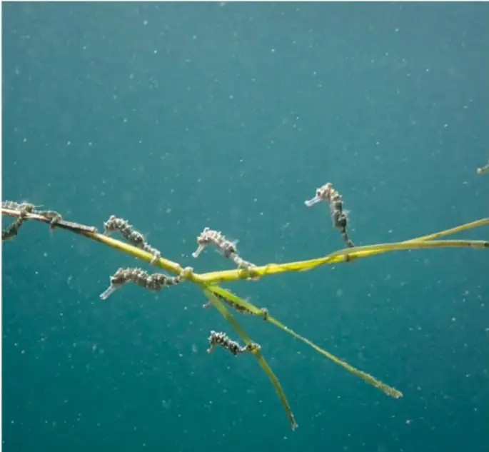 Fotografía submarina de varios caballitos de mar pequeños, de color grisáceo, sujetos a unas plantas marinas delgadas y amarillas sobre fondo azul.