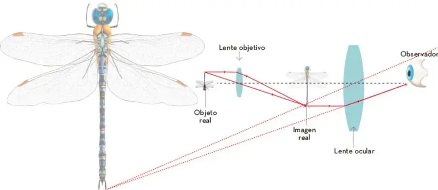 Esquema óptico del microscopio compuesto: objeto real, lente objetivo, imagen real, lente ocular y observador.