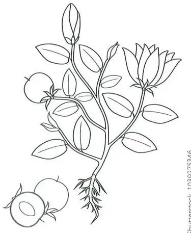 Dibujo de una planta con hojas, flores, frutos y raíces.
