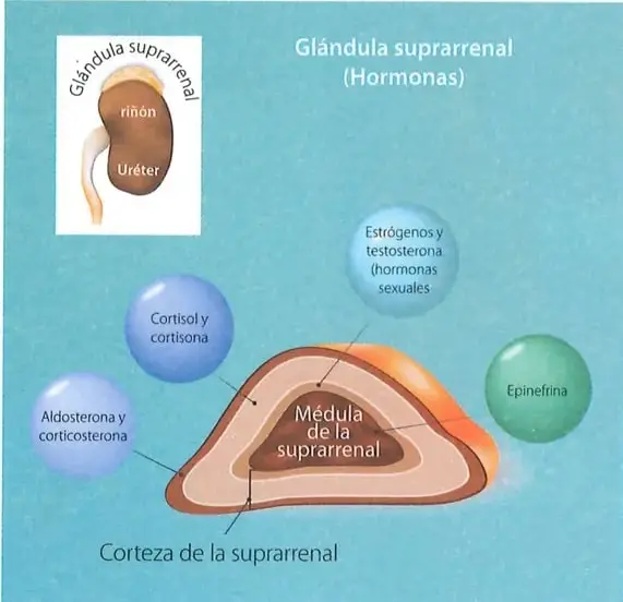Ilustración del aparato reproductor masculino con testículos, epidídimo, conducto deferente, vasos sanguíneos y escroto.