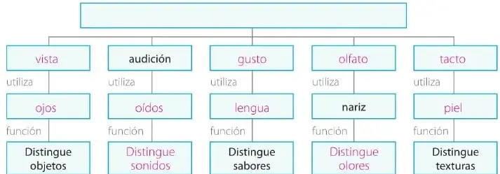 Esquema con los cinco sentidos, sus órganos y las funciones que cumplen.