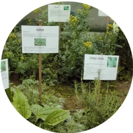 Fotografía circular de un jardín comestible con plantas y letreros que indican nombres como 'Apio' y 'Orégano verde'.