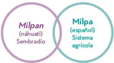 Dos círculos que comparan Milpan (náhuatl, sembradío) con Milpa (español, sistema agrícola).
