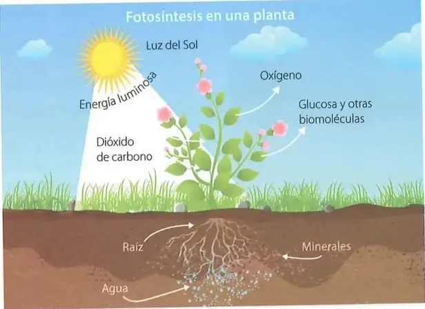 Figura 1 de Ciencias Naturales 8° · Egb 8 Ciencias Naturales 2025 · 2025