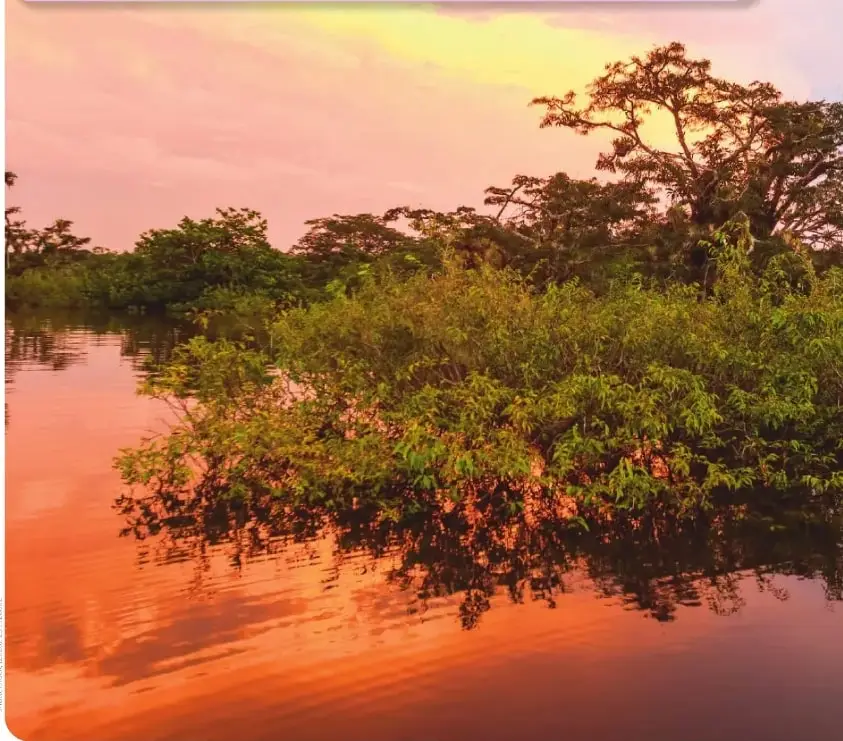 Fotografía de un paisaje del Parque nacional Cuyabeno, con vegetación abundante, un cuerpo de agua y árboles reflejados en la superficie.